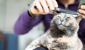 日本のペット社会: 現代の課題と革新