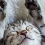 新しい猫との豊かな暮らしの始め方