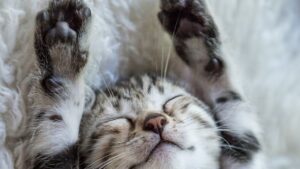 新しい猫との豊かな暮らしの始め方