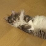 もん太、またね。