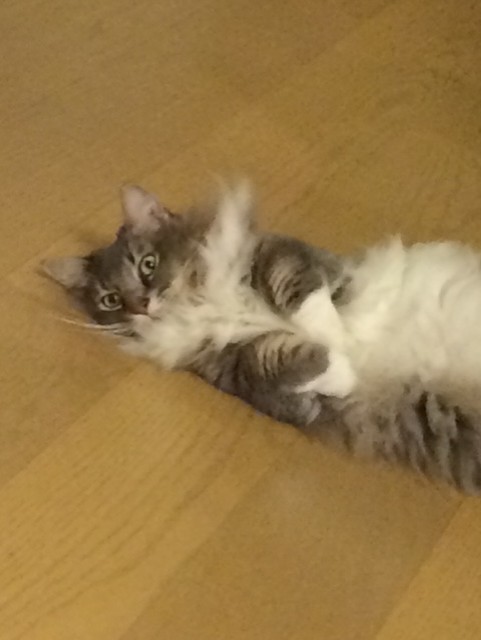 もん太、またね。