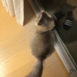 もん太の変化