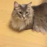 だいじょうぶ