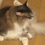寂しがり屋