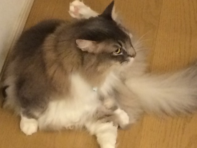 寂しがり屋