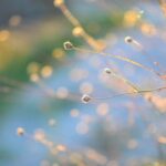 映画『ブラックショーマン』の魅力を解説!