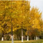 秋の風が運ぶ記憶