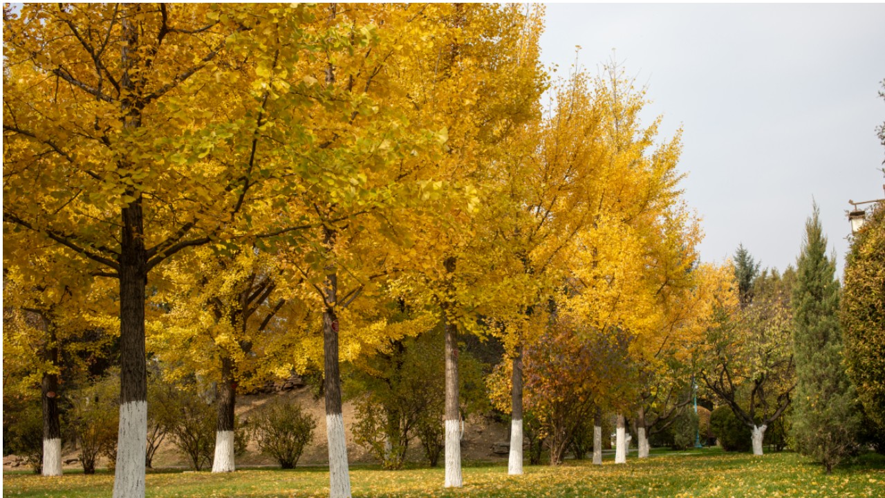 秋の風が運ぶ記憶