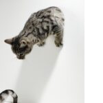 自分を自分でマネジメントするということ