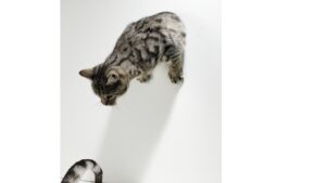 自分を自分でマネジメントするということ