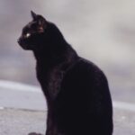 猫のいる風景と、私の軸