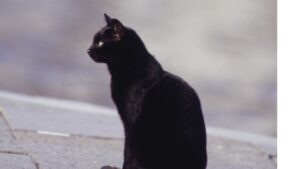 猫のいる風景と、私の軸