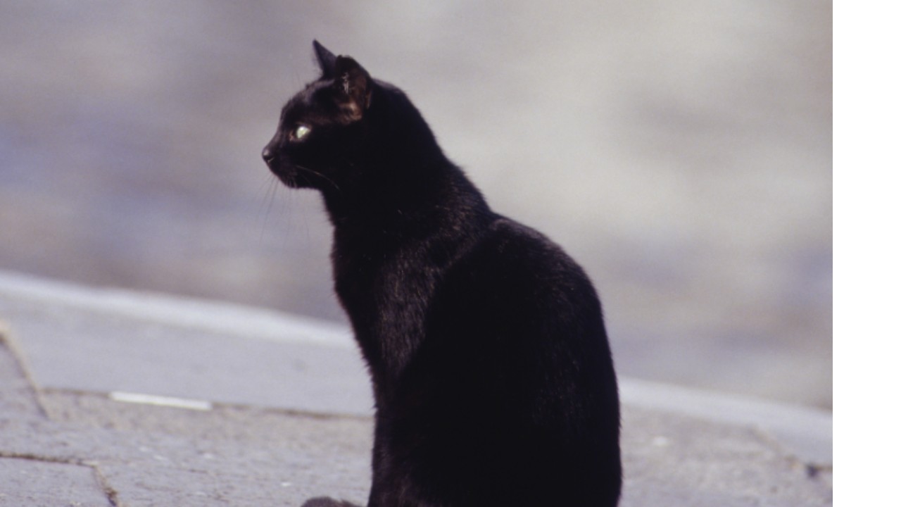 猫のいる風景と、私の軸