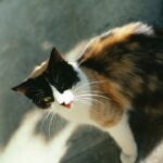 猫のいる風景を探して