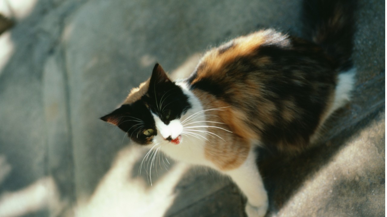 猫のいる風景を探して