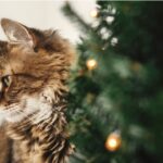 喪中の知らせと、静かなクリスマスカードのこと