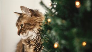 喪中の知らせと、静かなクリスマスカードのこと