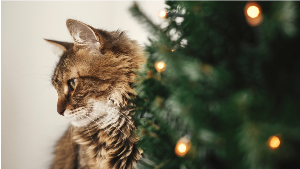 喪中の知らせと、静かなクリスマスカードのこと