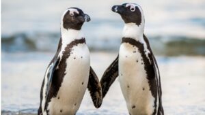 定年後、風の向くまま南へ？——ペンギンとワインと、静かな夢