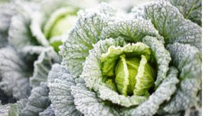 「直売所の野菜と、AIと、わたしの一週間ごはん」