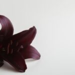 久米宏さんを偲んで──子ども時代のテレビと、今思うこと