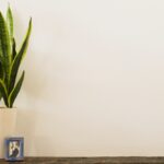 もん太と絵と、観葉植物と