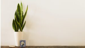 もん太と絵と、観葉植物と