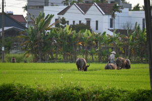 ベトナム旅行記（その2）