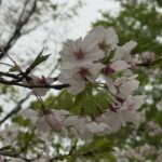 花粉症かと思いきや