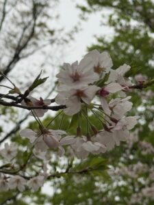 花粉症かと思いきや