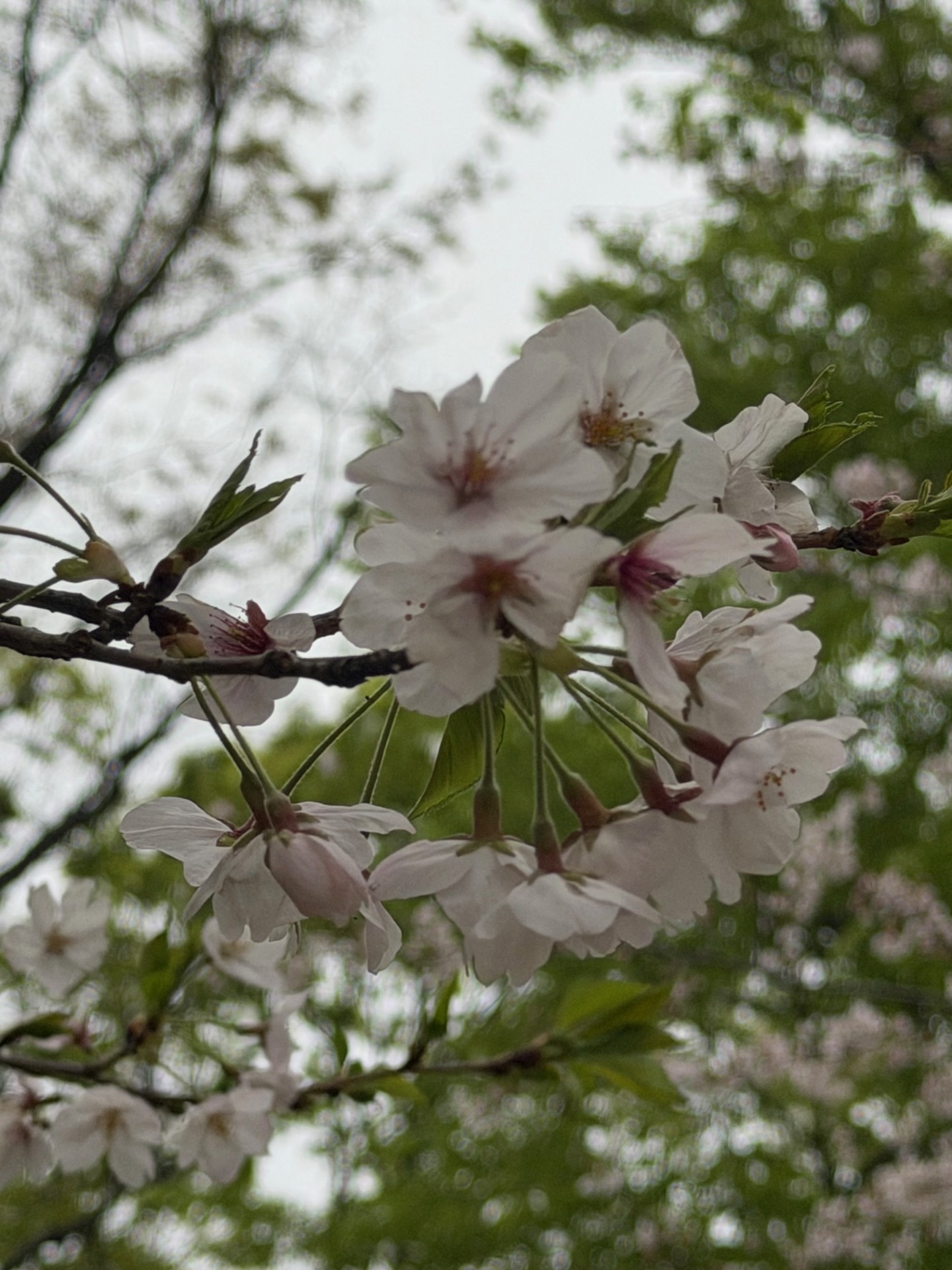 花粉症かと思いきや